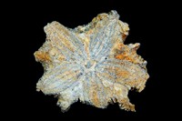 Oursin irr&eacute;gulier sp